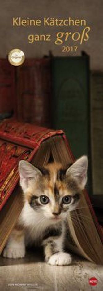 Kleine Kätzchen ganz groß 2017