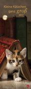 Kleine Kätzchen ganz groß 2017