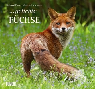 ... geliebte Füchse 2017