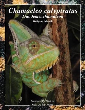 Chamaeleo calyptratus