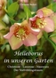 Helleborus in unseren Gärten