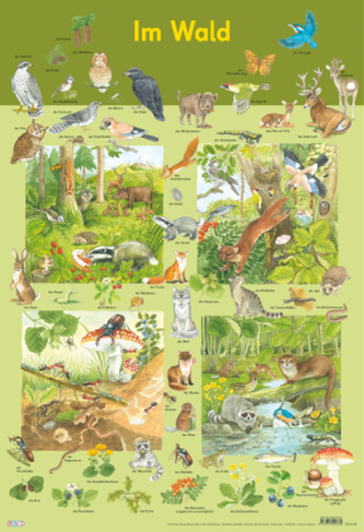 Mein Lernposter: Im Wald