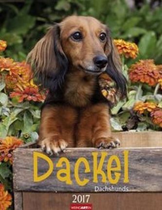 Dackel 2017