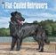 Flat-Coated Retrievers 2018