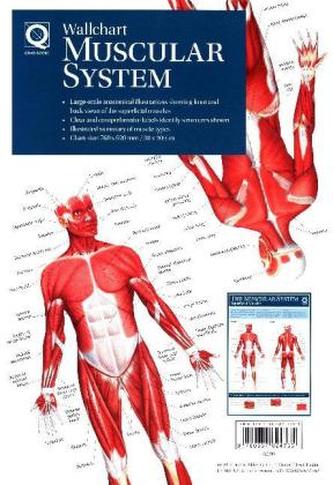 Wallchart - Muscular System