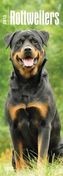 Rottweilers 2018
