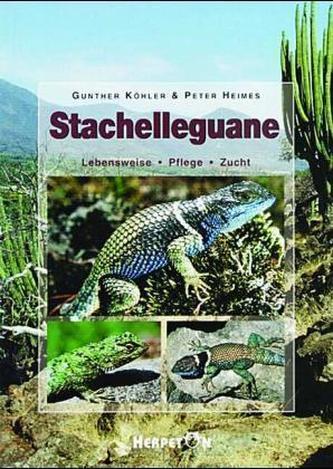 Stachelleguane