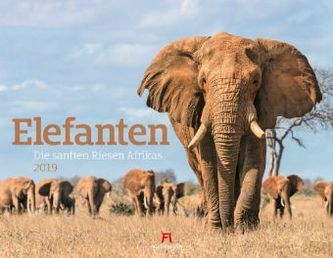 Elefanten 2019