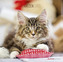 Katzen / Cats 2019