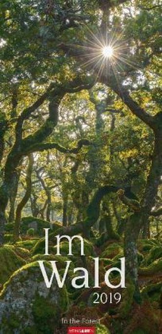 Im Wald 2019