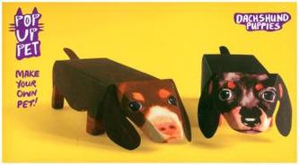 Dachshund Puppies