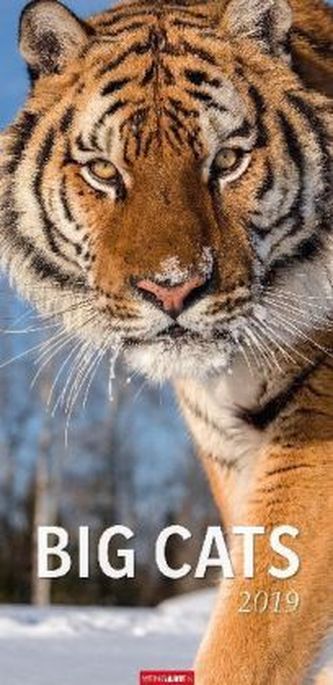 Big Cats 2019