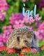 Igel 2019