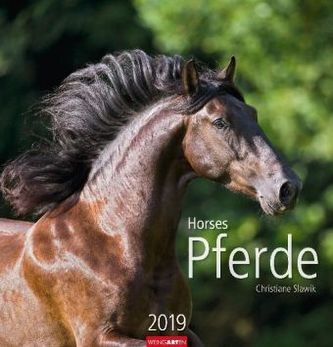 Pferde 2019