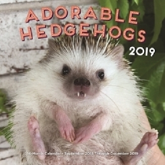 Adorable Hedgehogs 2019
