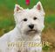 West Highland White Terrier