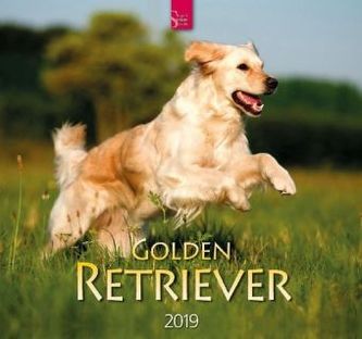 Golden Retriever 2019