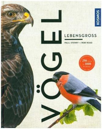 Vögel lebensgroß (Großformat)