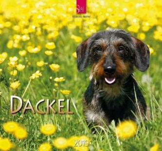 Dackel 2019