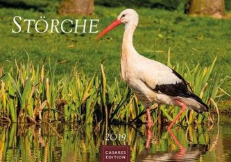 Störche 2019