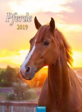 Pferde 2019