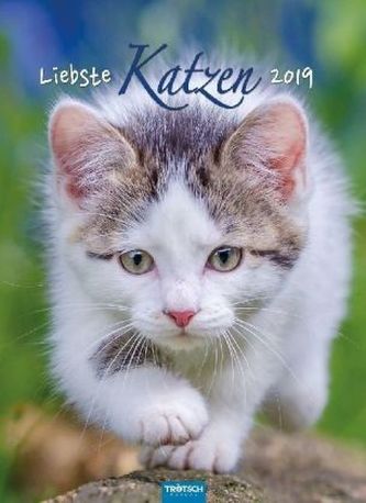 Liebste Katzen 2019