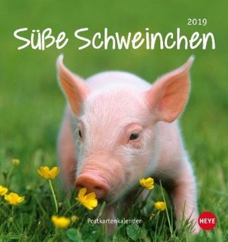 Süße Schweinchen Postkartenkalender 2019