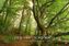 Der deutsche Wald - Ein literarischer Spaziergang 2019