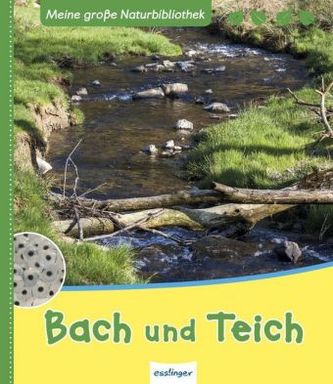 Bach und Teich