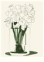 Karte Niemann, Daffodils (20 Ex), Narzissen