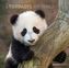 Tierbabys / Baby Animals 2019