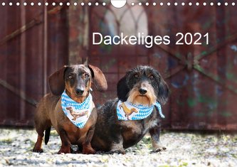 Dackeliges 2021 (Wandkalender 2021 DIN A4 quer)