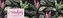 Tropical Leaves Wochenquerplaner Kalender 2021