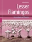 Lesser Flamingos