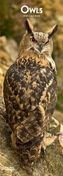 Owls 2019