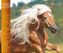 Haflinger 2019