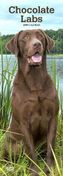 Chocolate Labrador Retrievers 2019