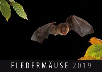 Fledermäuse 2019