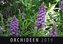Orchideen 2019