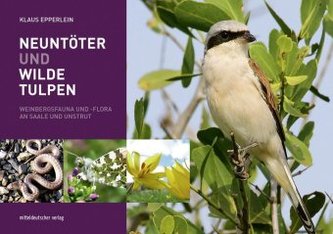 Neuntöter und Wilde Tulpen