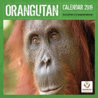 Orangutan 2019
