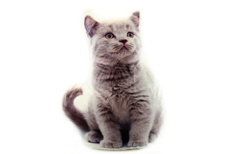 Polštářek 32 x 25 cm šedé kotě