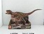 Torosaurus model