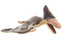 Plyš Pteranodon velký