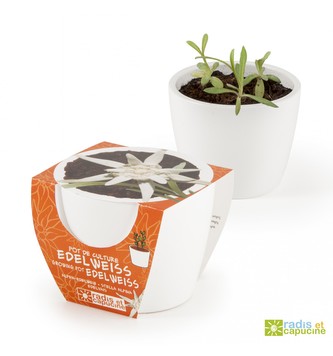 Mini zahrádka - Mini květináč Ceramic s protěží