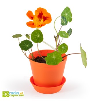 Mini zahrádka - Květináč Bell s lichořeřišnici