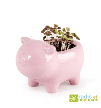 Mini zahrádka - Zvířátkový květináč prasátko- Bazalka