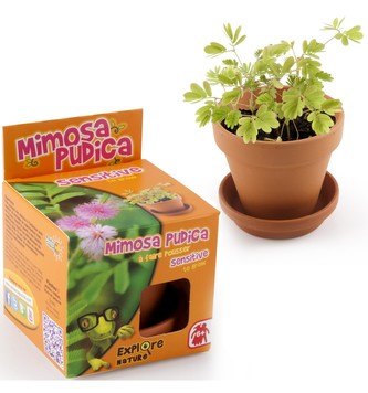 Mini zahrádka - Veselý květináč - Mimoza