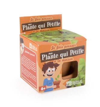 Mini zahrádka - Veselý květináč - Bubbing rostlina