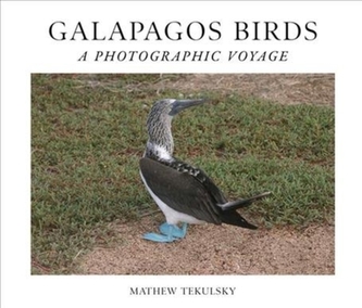 Galapagos Birds